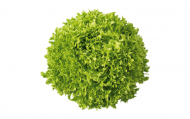 Simply Fresh Green Lolo Rossa   Box  1 pcs